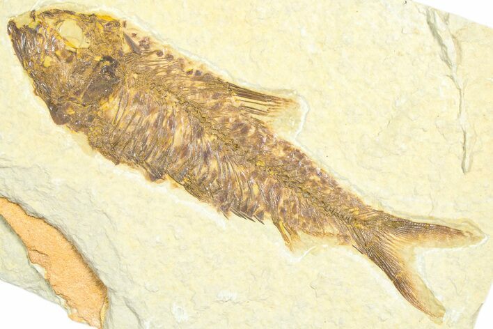 Detailed Fossil Fish (Knightia) - Wyoming #360720